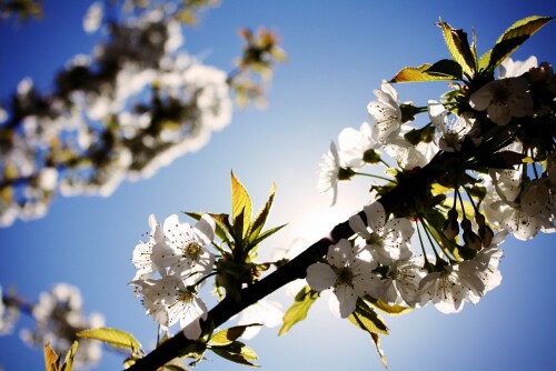 sunny spring tree white